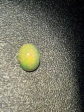 Usado, Opala maravilhosa 100% natural colorida Etiópia 1,47 ct comprar usado  Enviando para Brazil