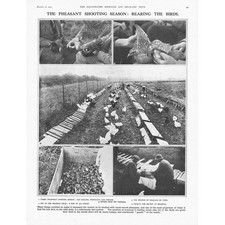 Rearing pheasants shooting for sale  GLASGOW