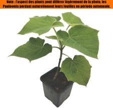 Paulownia z07 plants d'occasion  Cahors