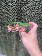 Phalaenopsis niazhen song for sale  Gaylord