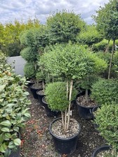 Ligustrum jonandrum flat for sale  UXBRIDGE