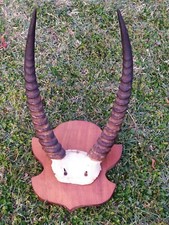 Ancien grand massacre d'occasion Ancien grand massacre d'occasion  Hyères