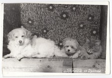 Cat dog friends for sale  Seattle