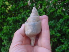 Bartonian eocene clavilithes for sale  RINGWOOD
