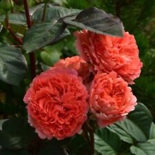 Rose etrusca pot for sale  UXBRIDGE
