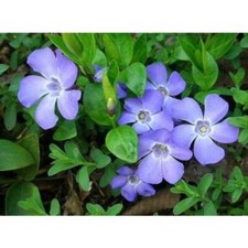 Vinca violetta semi usato  Trappeto