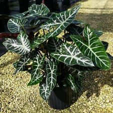Ebony elephant ear for sale  Lakeland