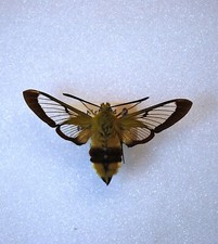 Broad bordered bee for sale  CHORLEY