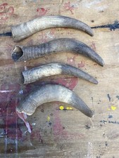 Cow horns for sale  KEIGHLEY