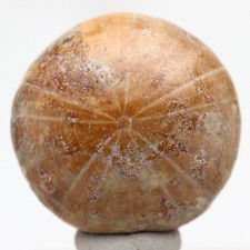 Polished fossil urchin for sale  Tucson