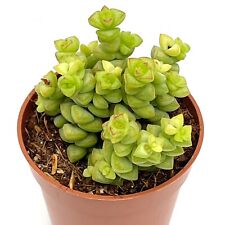 Crassula tom thumb for sale  LEIGH