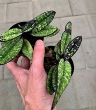 Paphiopedilum delenatii black gebraucht kaufen  Augsburg