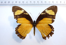 Entomologie schmetterling papi gebraucht kaufen Entomologie schmetterling papi gebraucht kaufen  Haibach