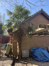 Palm tree plants for sale  HORSHAM