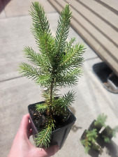 Colorado blue spruce for sale  La Grande