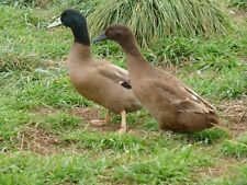 Pure khaki campbell for sale  Columbus