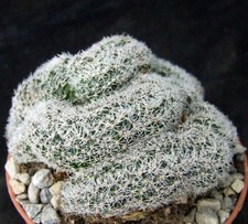 Lobivia densispina cristate for sale Lobivia densispina cristate for sale  EASTBOURNE