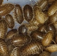 Dubia size small for sale  HASTINGS