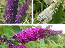 Buddleja schmetterlingsflieder gebraucht kaufen  Pinneberg