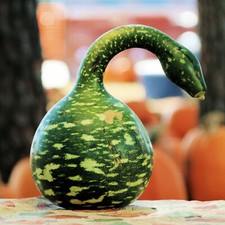 Speckled swan gourd for sale  Pittsburgh