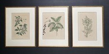 Gerahmte bilder herbarium gebraucht kaufen Gerahmte bilder herbarium gebraucht kaufen  Rheda-Wiedenbrück