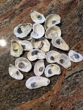 Cleaned sun bleached for sale  Mattapoisett