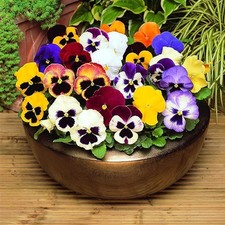Pansy pack bedding for sale Pansy pack bedding for sale  GLASGOW