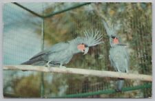 Animal two rare for sale  Newton