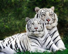Nature white bengal for sale  Savage