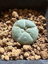 Astrophytum takenaka not usato  Valdastico