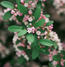 Cotoneaster divaricatus shrub for sale  Oakland Gardens