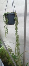 Large senecio rowleyanus for sale  EGHAM