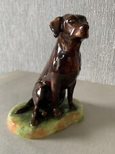 Dog chocolate labrador for sale  DERBY