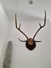 Antique stag skull for sale Antique stag skull for sale  KINGSWINFORD