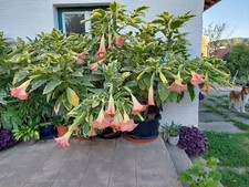 Engelstrompete variegata miner gebraucht kaufen  Bad Griesbach i.Rottal