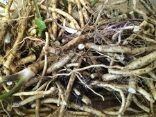 25g horseradish roots for sale  LONDON
