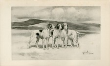 Pointer english setter for sale  COLEFORD