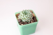 Echeveria minima pup for sale  LONDON