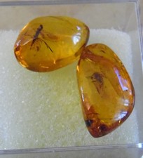 amber fossils for sale amber fossils for sale Saratoga Springs