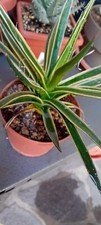 Agave filifera variegata usato  Campi Bisenzio