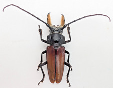 Callipogon barbatus male for sale  BIRMINGHAM