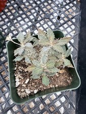 Euphorbia tulearensis rare for sale  Jurupa Valley