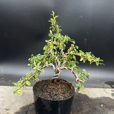Shohin cotoneaster bonsai for sale  HULL
