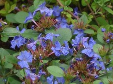 Pianta ceratostigma plumbagino usato  Torre Canavese