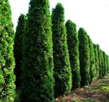 Thuja occidentalis american usato Thuja occidentalis american usato  Spedire a Italy