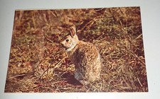 Alte cottontail rabbit gebraucht kaufen  Haßmersheim