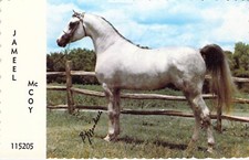 1977 Jameel McCoy - Garanhão cavalo árabe - Cartão postal Wichita Kansas N47 comprar usado  Enviando para Brazil