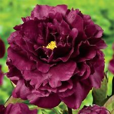 fiori artificiali peonia usato fiori artificiali peonia usato Trappeto