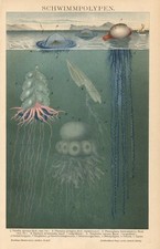 1895 stampa antica usato  Pescara