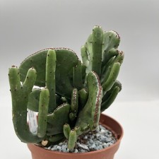 Euphorbia leucodendron crestat usato  Monterosso Almo